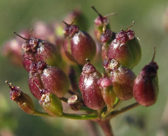 Pimpinella